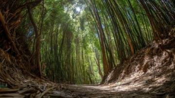 山林隱匿美味竹筒飯,邊摘果邊嘗鮮,身心治愈之旅