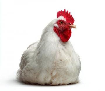 你知道嗎？最近有一對雞火爆全網，但它們其實根本不是雞