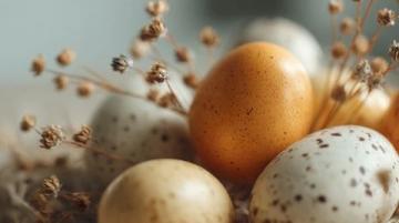 鵪鶉蛋營養價值高：比雞蛋多30%蛋白質，適合全家人享用