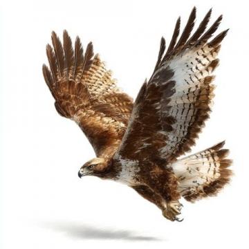 江都金鷹：地道鴨血粉絲湯探尋之旅