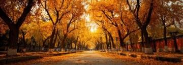 故宮秋景上線!附避峰路線與北京賞秋時(shí)間表