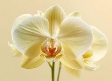 虎皮蘭怎么養(yǎng)(金邊虎皮蘭怎么養(yǎng))