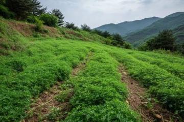 撫松縣長白山天池及人參產(chǎn)地