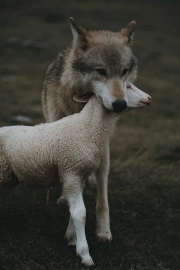 蒙古手把羊肉做法原切手把羊肉手抓羊肉配方手抓草原羊排