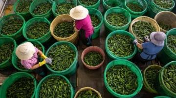 湖北江漢平原蒸菜飄香,喜宴盛景!