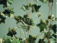 綠蘿養(yǎng)護的小竅門，讓你的綠蘿更健康更美麗！