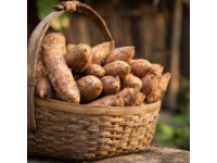 家鄉老品種芋頭雖小，煮后粉糯香甜極佳