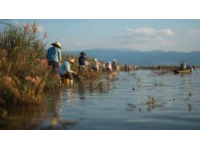 郭巨漁港：如何讓寧波人每天都能品嘗到最新鮮的小海鮮？