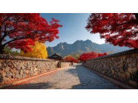 北京的秋天，坡峰嶺的秋天目前坡峰嶺的黃櫨紅葉已進入最佳觀賞期，景區活動豐富，非常適合前往游覽。