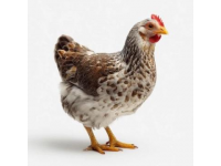 你知道嗎？最近有一對雞火爆全網，但它們其實根本不是雞