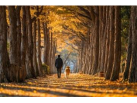 金秋暖淚：鵝狗情深的生命教育課，喚醒我們對生命敬畏之心