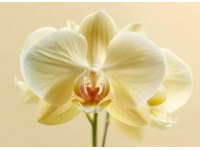 虎皮蘭怎么養(yǎng)(金邊虎皮蘭怎么養(yǎng))