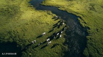 呼倫貝爾自駕游:風吹草低見牛羊的詩意之旅