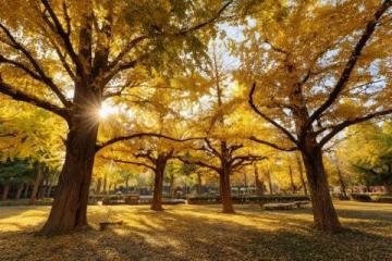 長沙秋日旅行攻略:熱門打卡地推薦