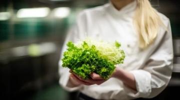 如何種植生菜:必備常識指南