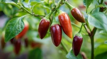 你或許未曾了解的辣椒冷知識