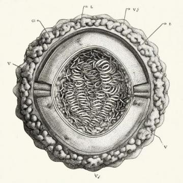 蘇教版八上生物月考押題卷,初二學生必做!