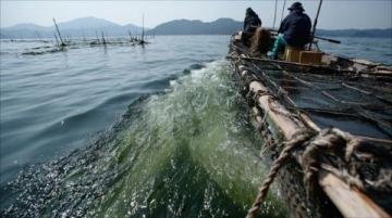 民國漁村奇病救治:馬齒莧草藥傳奇,揭秘家常養生智慧