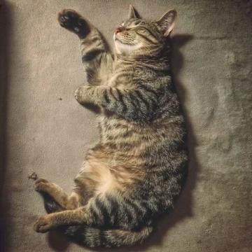 我想做只貓自由自在、無憂無慮的幸福人生,原來如此簡單