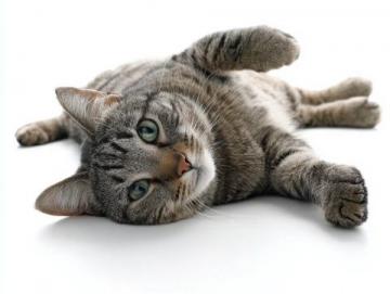 必備的貓咪急救知識:應對常見意外傷害指南