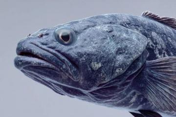 我是徐州人，最愛的美食是蛙魚,吃蛙魚，在徐州可有個專屬動詞——喝。一個喝