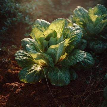 如何種植生菜:必備常識指南