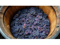 以下是酒的起源三種理論的具體歷史依據及相關典故-自然發酵說自然發酵說雖沒