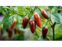 你或許未曾了解的辣椒冷知識