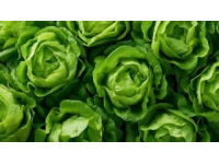 如何種植生菜：必備常識指南