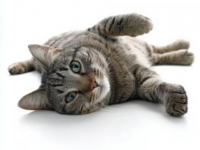 必備的貓咪急救知識：應對常見意外傷害指南