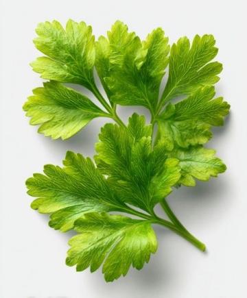 探索香菜的獨(dú)特魅力:你接受它的味道嗎?