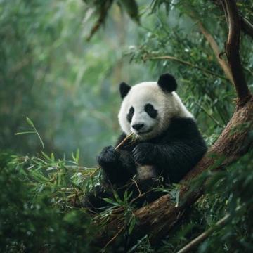 秋天長隆野生動物園游玩攻略，避開人潮歡樂出行