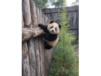 秋天長隆野生動物園游玩攻略，避開人潮歡樂出行