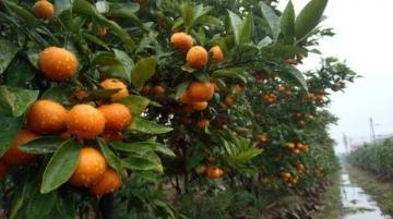 萬榮特產:水果類美食工藝品的精選