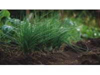 春草護苗：知識科普學習文案大熱