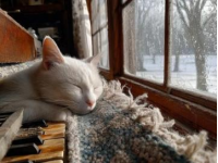 我的貓：高冷的領袖