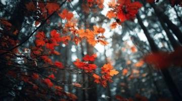 秋意濃,偶有清風撫面,天高云淡,生活寂靜又安詳