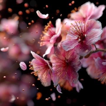 春季成都美食賞花攻略,桃花朵朵增好感