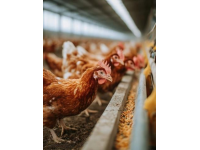 養雞必備：孵化雞苗的三大關鍵點