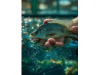 山塘養魚戶：私人水域禁釣之困與解決方案探討