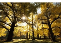 濟寧古銀杏樹迎來觀賞季，朋友圈刷屏的背后文化價值幾何？