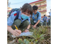 青島農業大學新生返鄉助親收割玉米