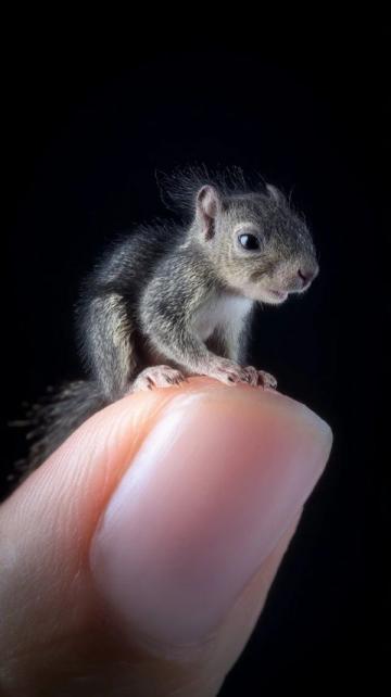 揭秘哺乳動物五指之謎:背后的生物學奧秘
