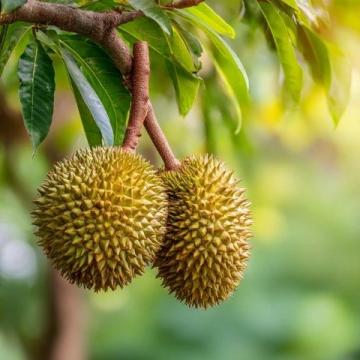 為什么在新加坡可以輕易吃到榴蓮,但是在酒店卻要遭受罰款?