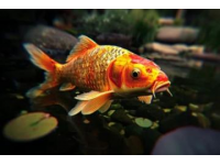 不是吧？鯉魚游到濟南都要繞著走！