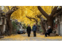 鄭家大院銀杏葉變金黃