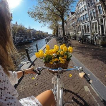 探索荷蘭:一場絢爛郁金香之旅