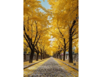 秋游武漢必去！9大地標解鎖絕美秋色