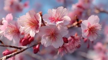 愛情如荼蘼:短暫綻放的永恒之美及生活感悟