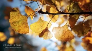 大連秋日芋頭打卡把暖糯香甜裹進(jìn)秋日時(shí)光里